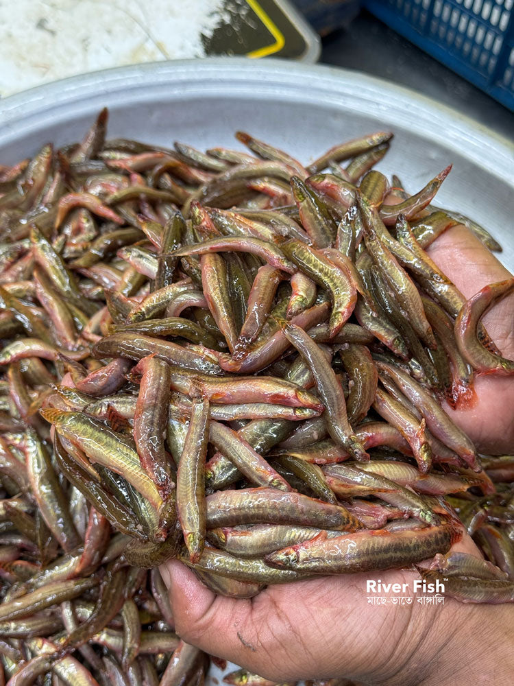 দেশি গুতুম মাছ / বুতুম মাছ ছোট সাইজ