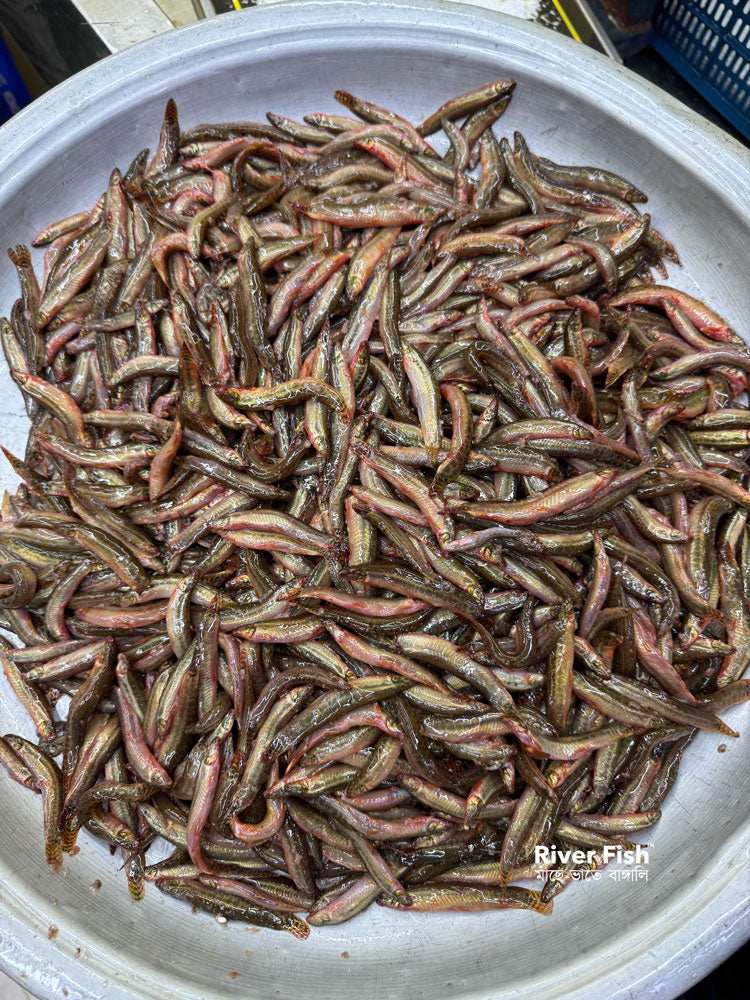 দেশি গুতুম মাছ / বুতুম মাছ ছোট সাইজ