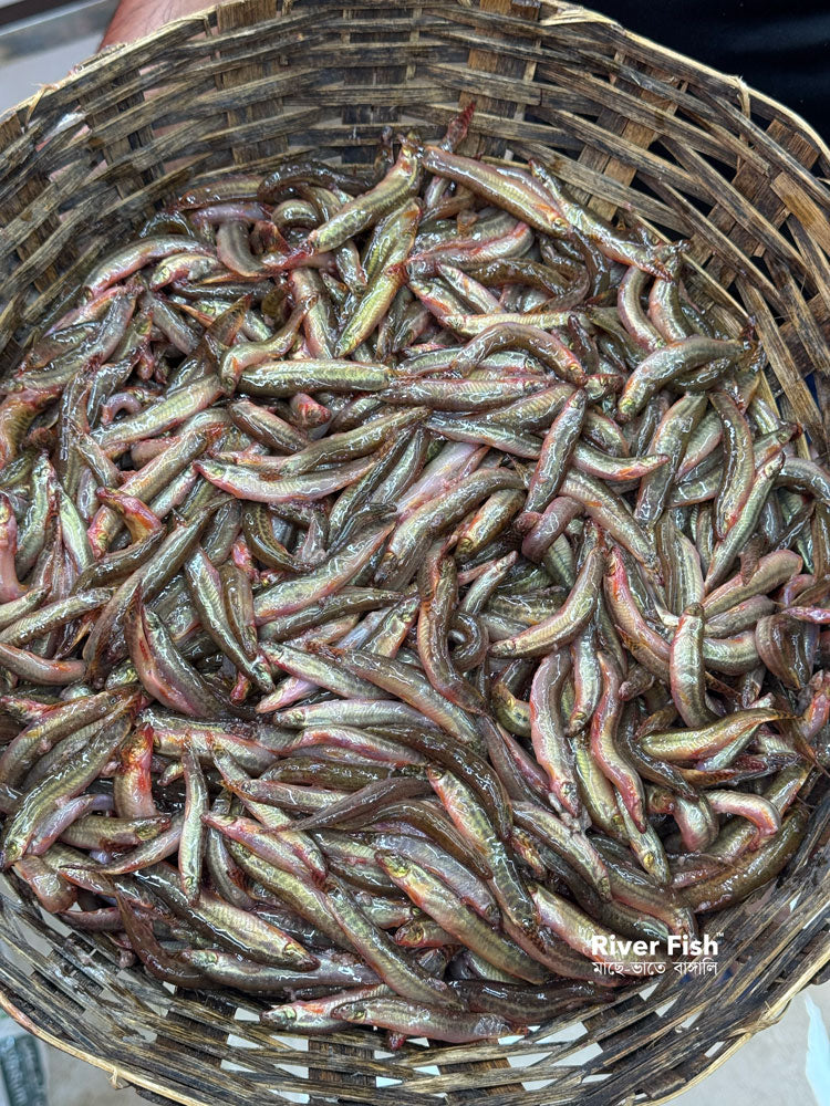 দেশি গুতুম মাছ / বুতুম মাছ ছোট সাইজ