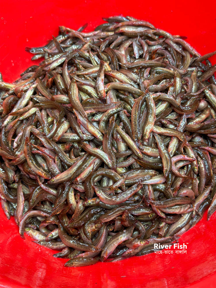 দেশি গুতুম মাছ / বুতুম মাছ ছোট সাইজ