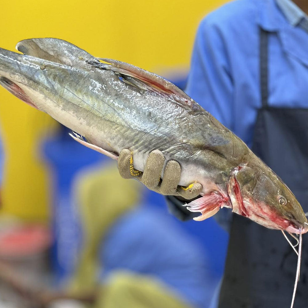 কিশোরগঞ্জের হাওরের আইড়- ৩ কেজি প্লাস থেকে সাড়ে ৩ কেজি সাইজ পারকেজি- ১৬৫০/-