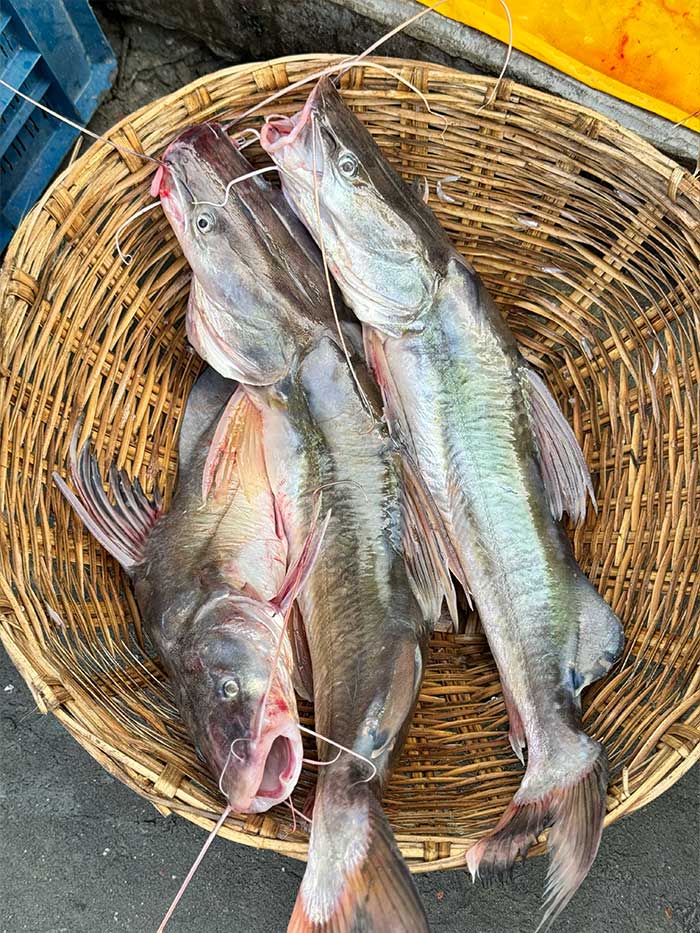 কিশোরগঞ্জের ধনু নদীর আইড়- দের থেকে ২ কেজি সাইজ পারকেজি ১৭০০/-