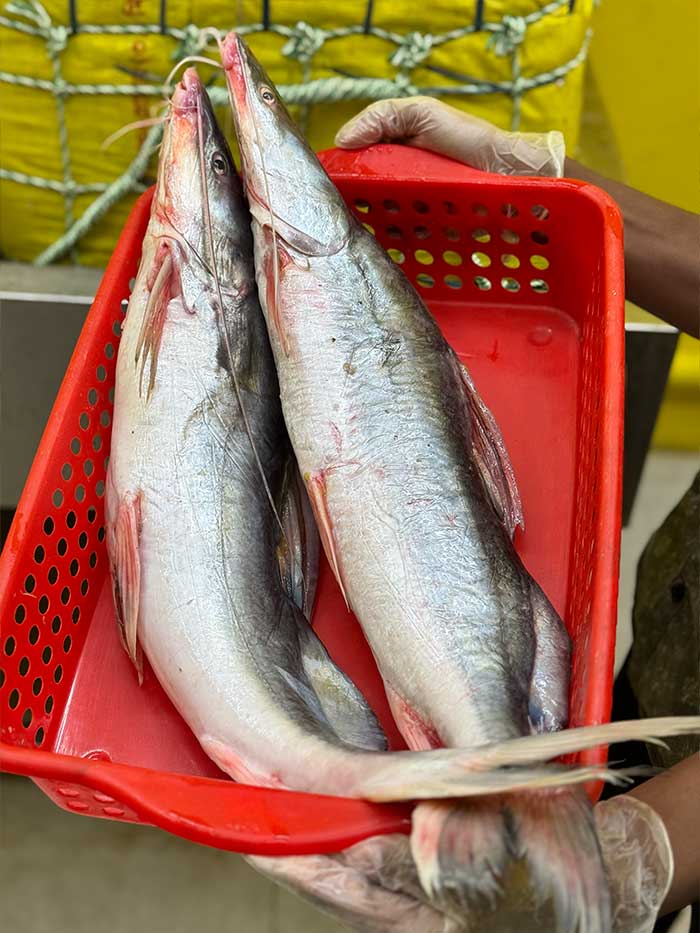 কিশোরগঞ্জের হাওরের আইড়- আড়াই থেকে ৩ কেজি সাইজ পারকেজি- ১৫৫০/-