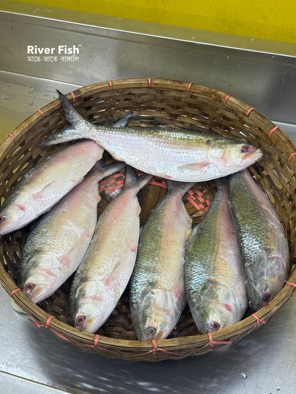 চাঁদপুরের লোকাল ইলিশ- ৭০০ - ৮০০ গ্রাম সাইজ