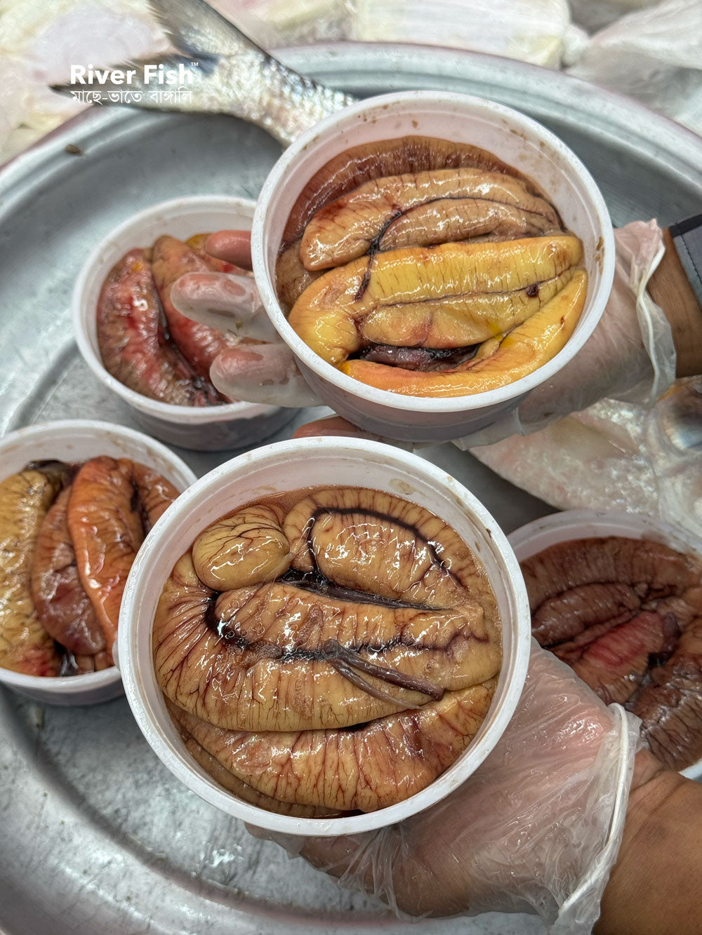 ইলিশের ডিম (প্রি-অর্ডার বুকিং - ডেলিভারি টাইম ৭ দিন)