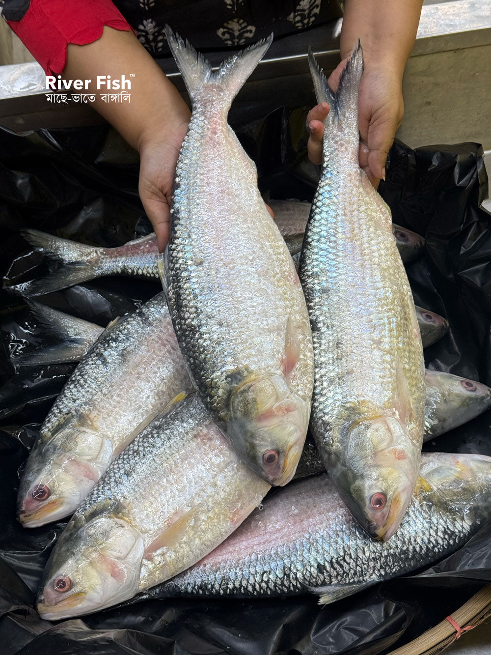 চাঁদপুরের লোকাল ইলিশ ৬০০ - ৭০০ গ্রাম সাইজ