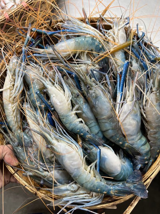 গলদা  ২০/২৫ পিসে কেজি