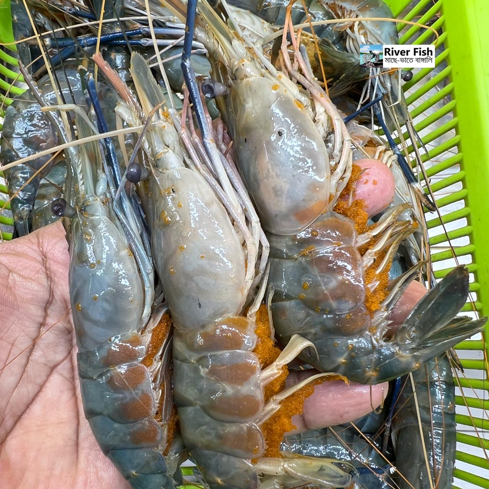 নদীর গলদা ডিমা চিংড়ি ২০/২৫ পিসে কেজি