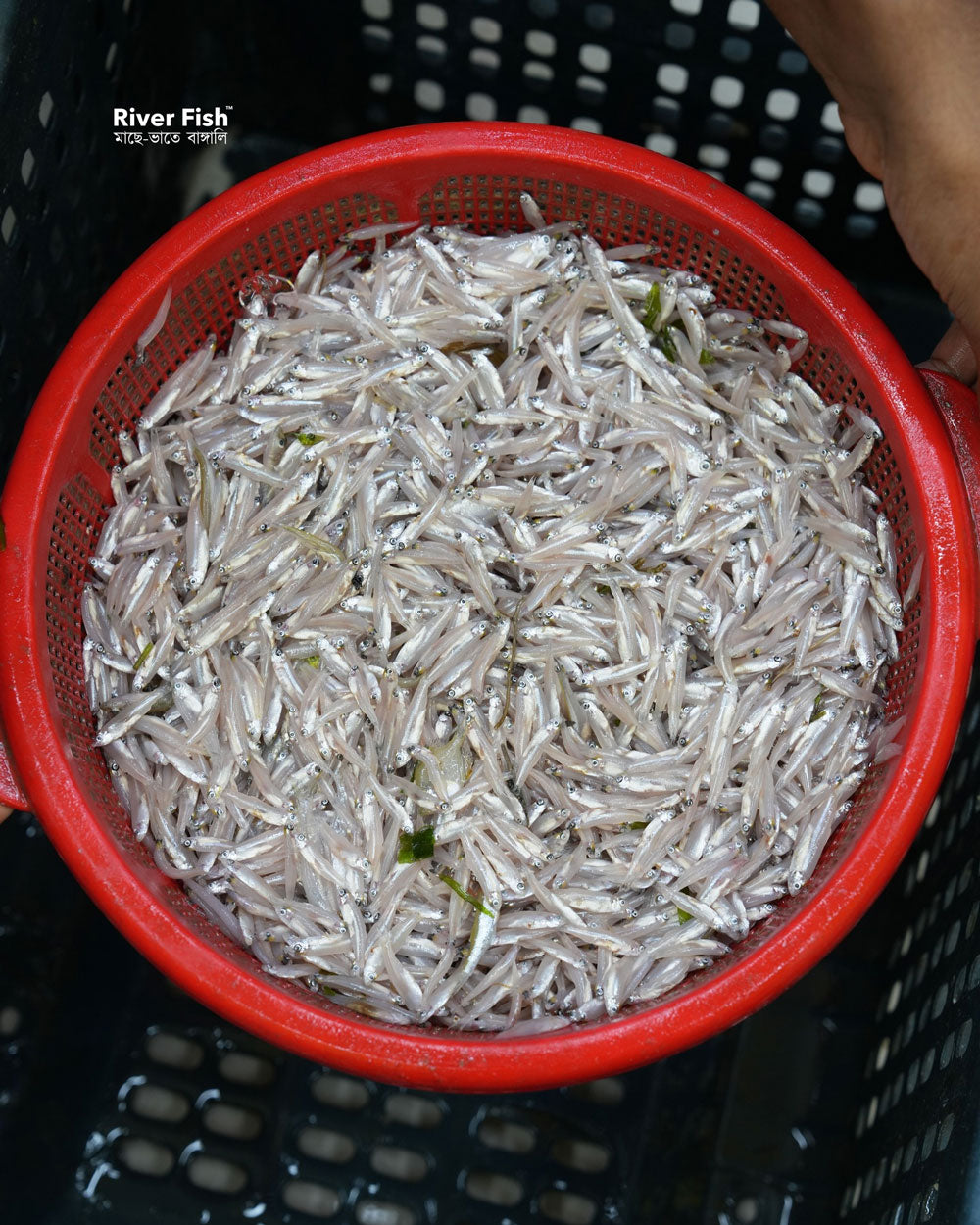 কিশোরগঞ্জের ধনু নদীর কাচকি