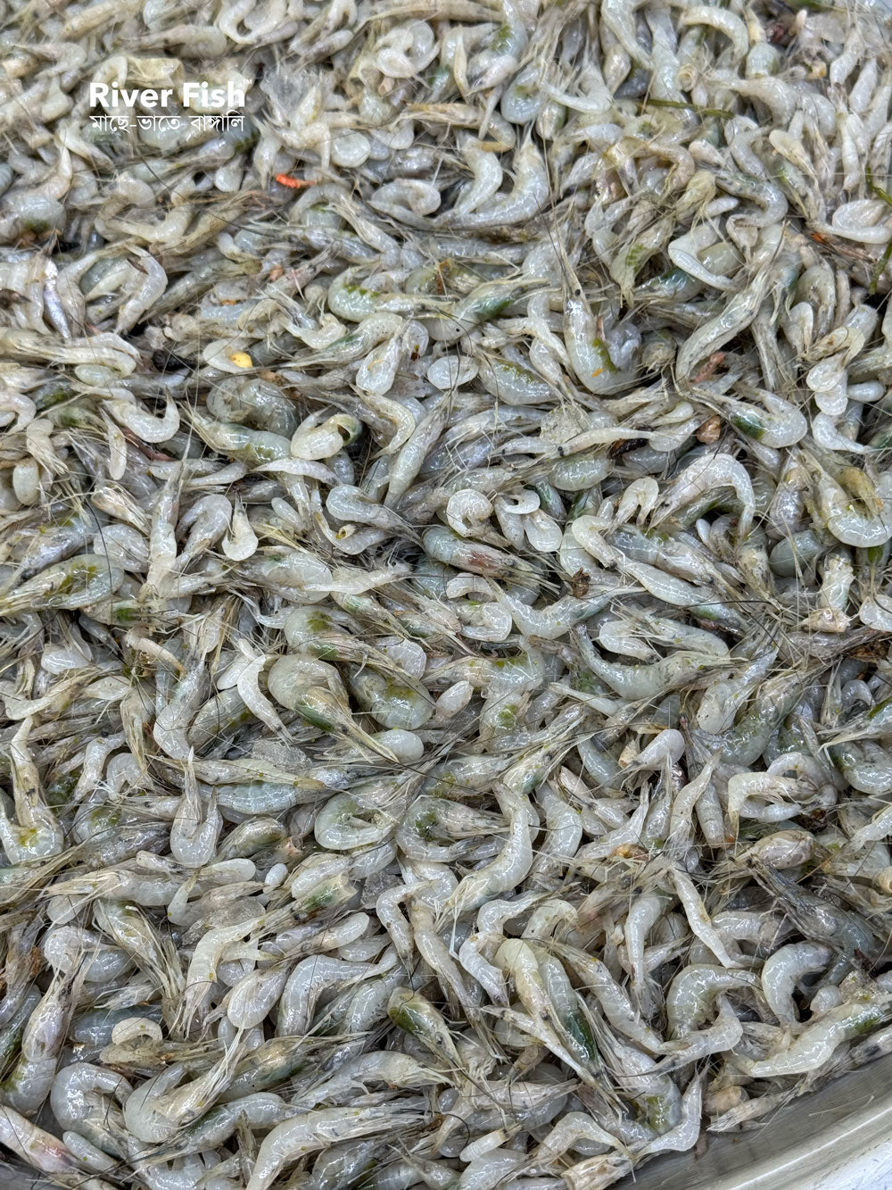 নদীর কইচ্যা / সবজি চিংড়ি মিক্সড সাইজ