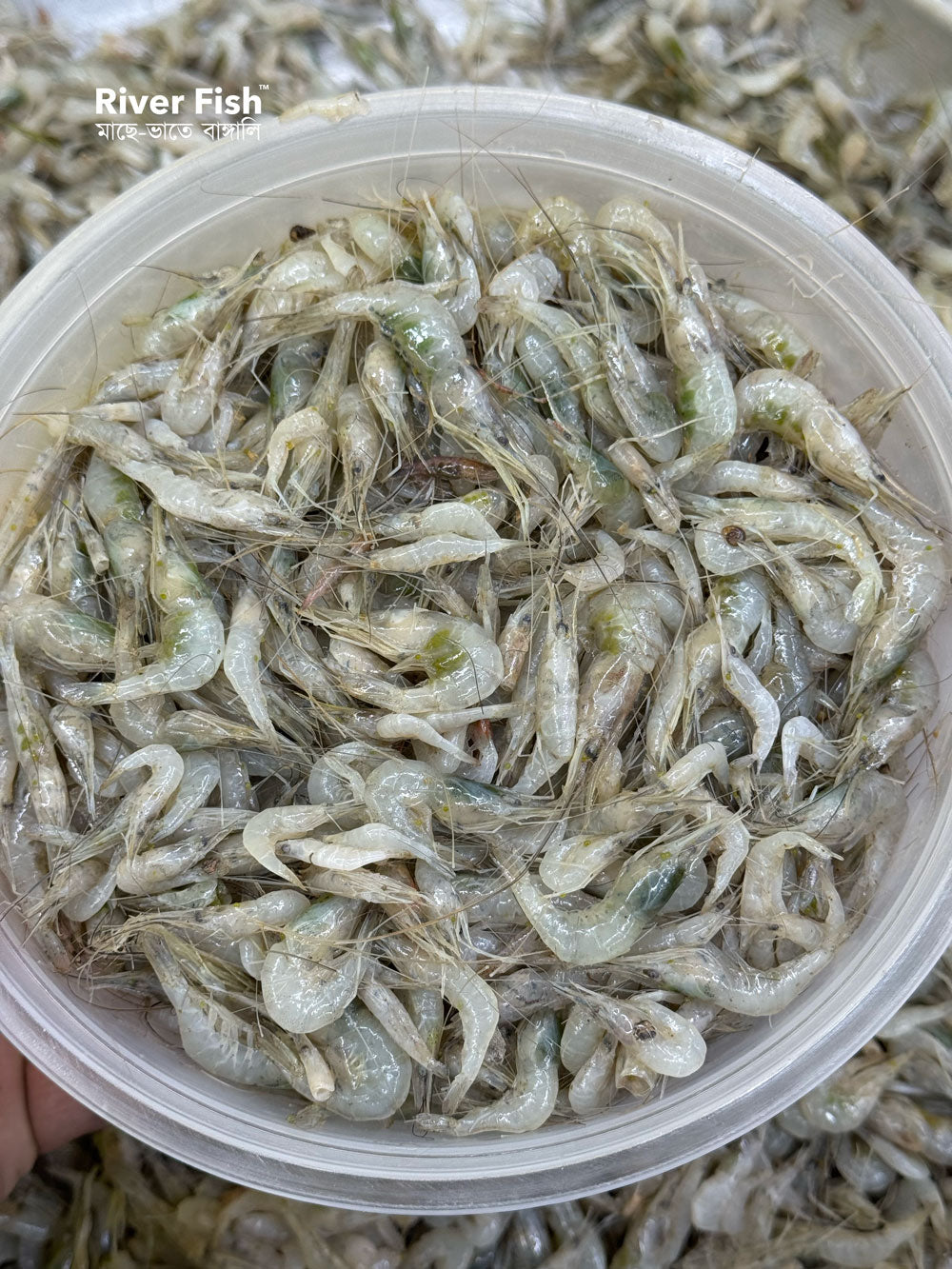 নদীর কইচ্যা / সবজি চিংড়ি মিক্সড সাইজ