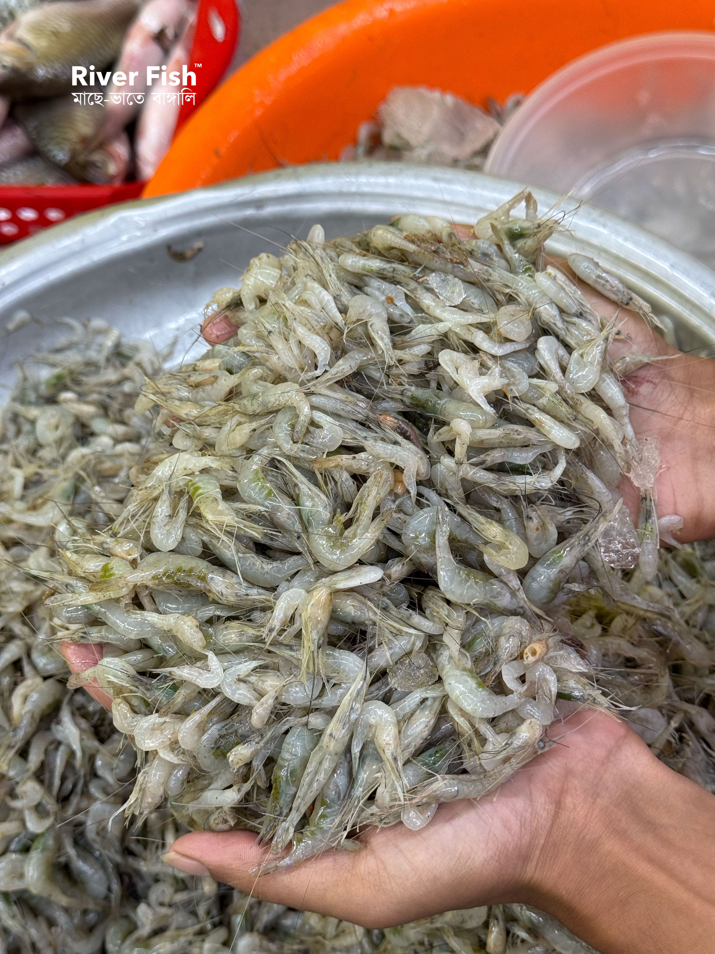 নদীর কইচ্যা / সবজি চিংড়ি মিক্সড সাইজ