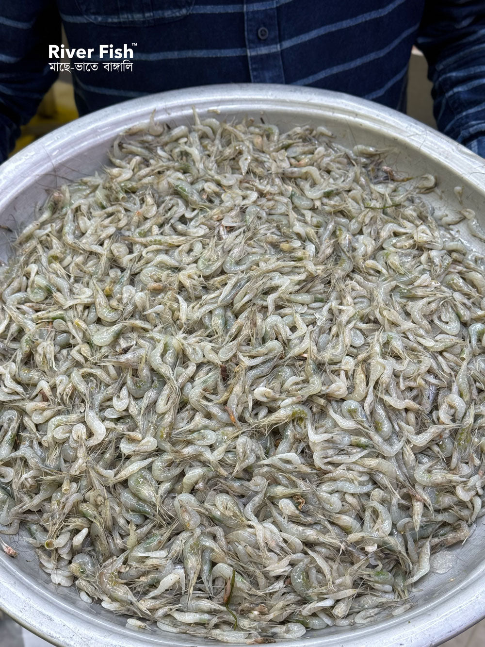 নদীর কইচ্যা / সবজি চিংড়ি মিক্সড সাইজ