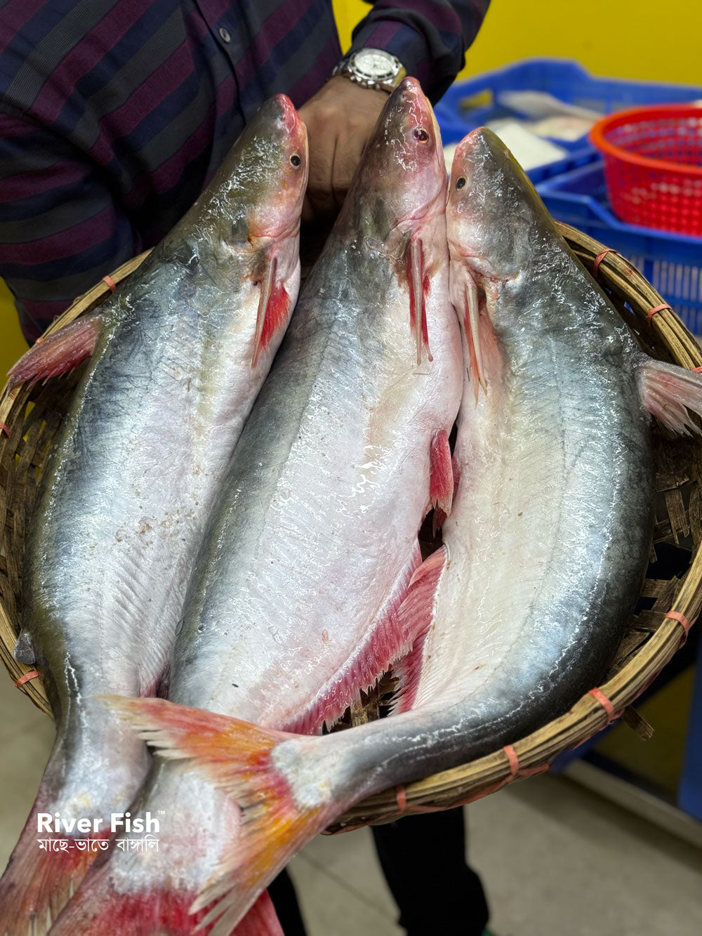 চাঁদপুরের নদীর পাংগাস- ৩ থেকে সারে ৪ কেজি সাইজ পারকেজি 1250/-