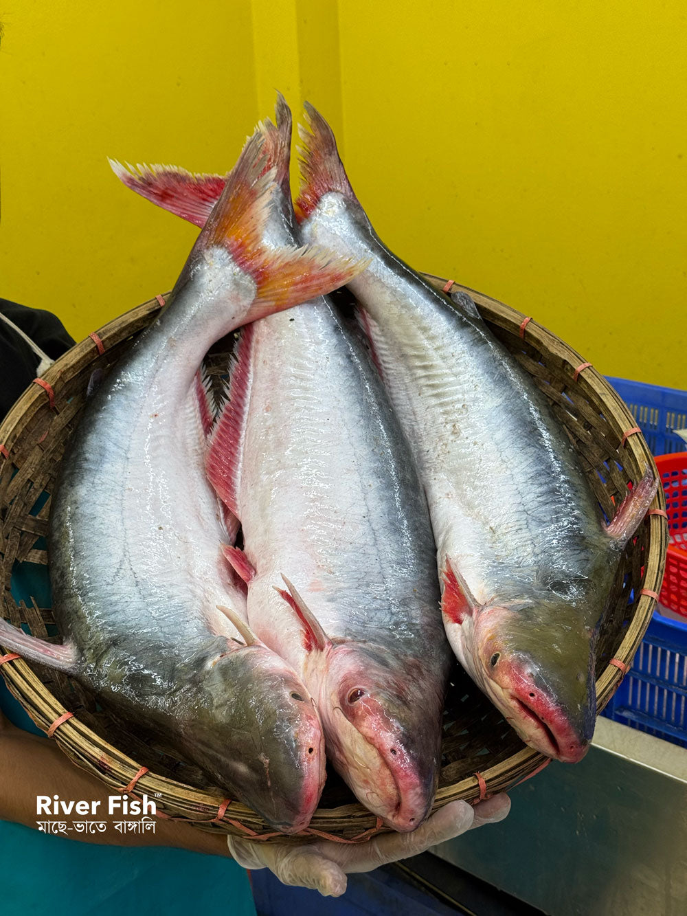 চাঁদপুরের নদীর পাংগাস- ৩ থেকে সারে ৪ কেজি সাইজ পারকেজি 1250/-