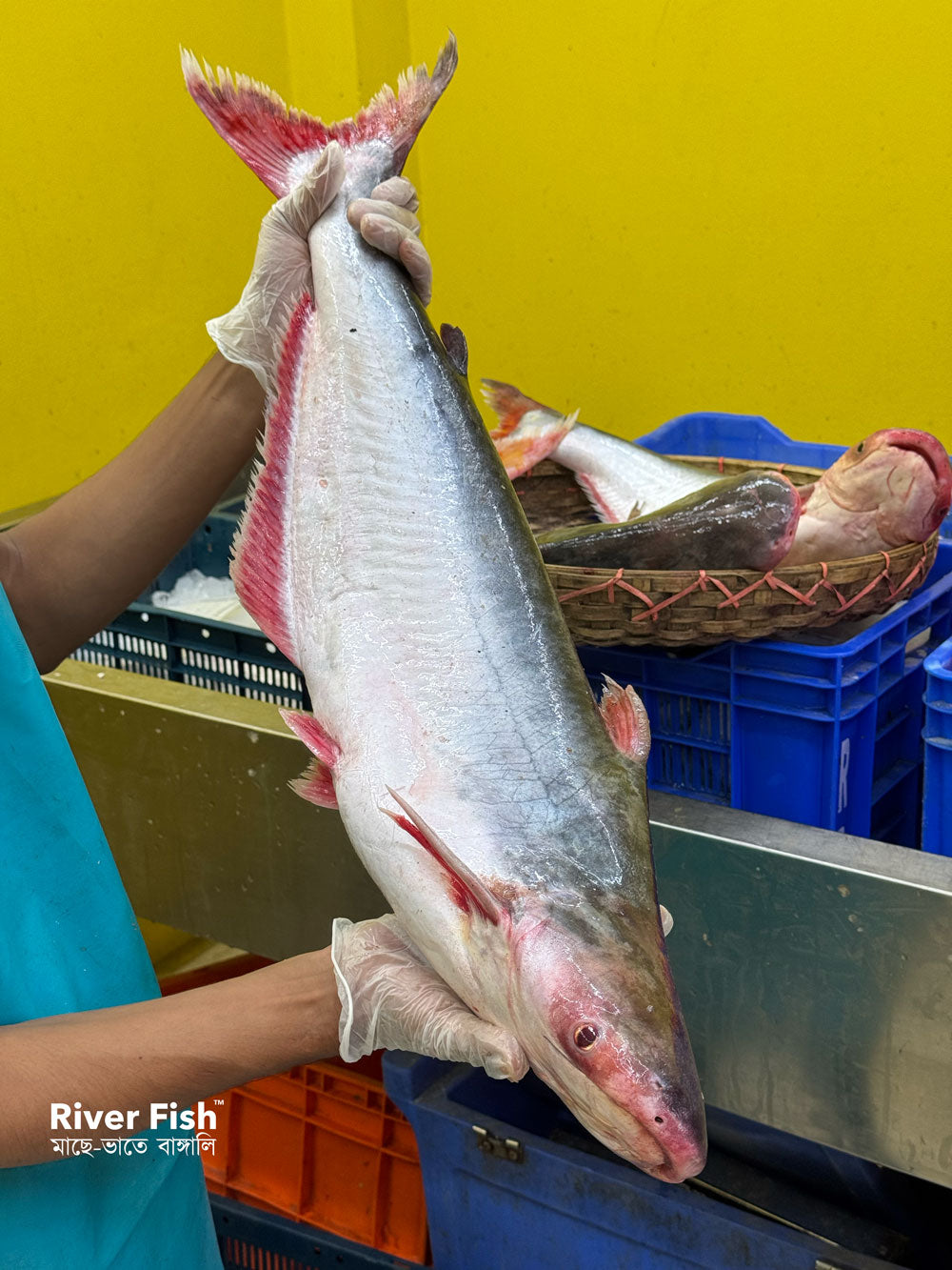 চাঁদপুরের নদীর পাংগাস- ৩ থেকে সারে ৪ কেজি সাইজ পারকেজি 1250/-