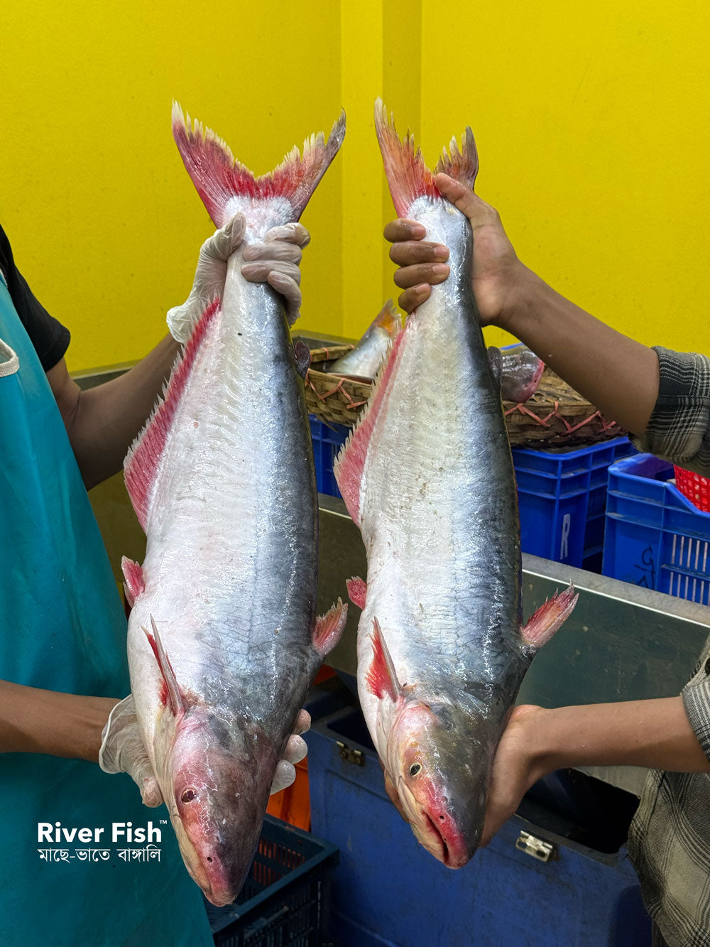 চাঁদপুরের নদীর পাংগাস- ৩ থেকে সারে ৪ কেজি সাইজ পারকেজি 1250/-