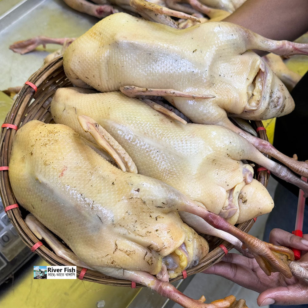 দেশি পাতিহাঁস