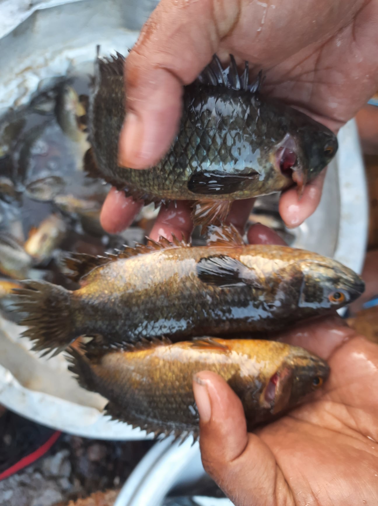 বিলের দেশি কই ৮-১০ পিসে কেজি সাইজ