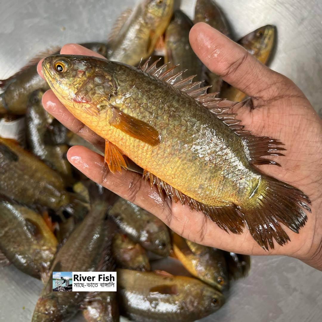 বিলের দেশি কই ৮-১০ পিসে কেজি সাইজ