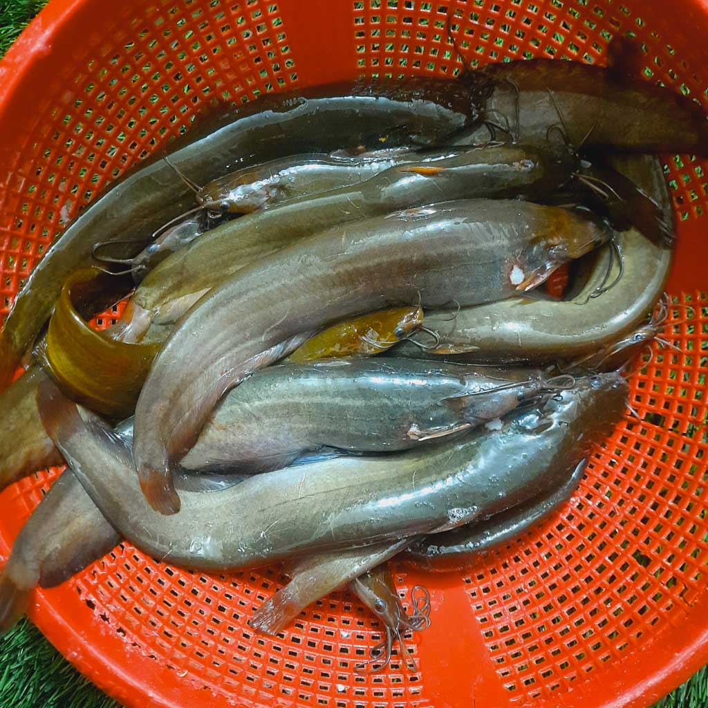 Fish Rafikul পুকুর আইটেম – River Fish
