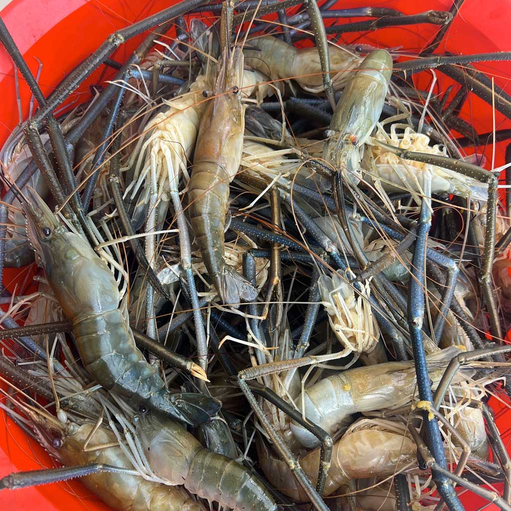 নদীর চিংড়ি (১৫-১৭ পিসে) কেজি