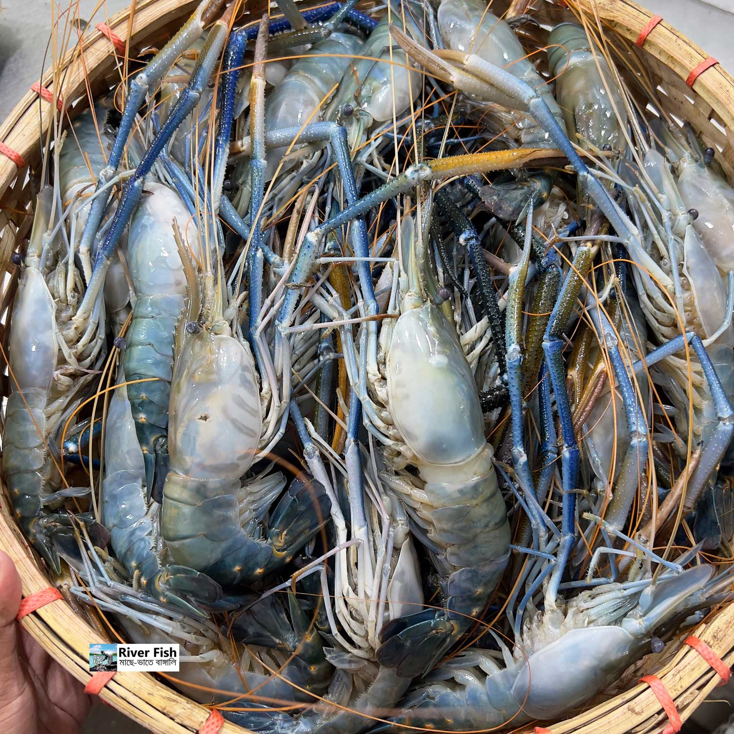 গলদা চিংড়ি ৫/৭ পিসে কেজি