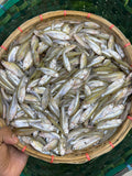 নদীর মলা মাছ মিক্সড সাইজ