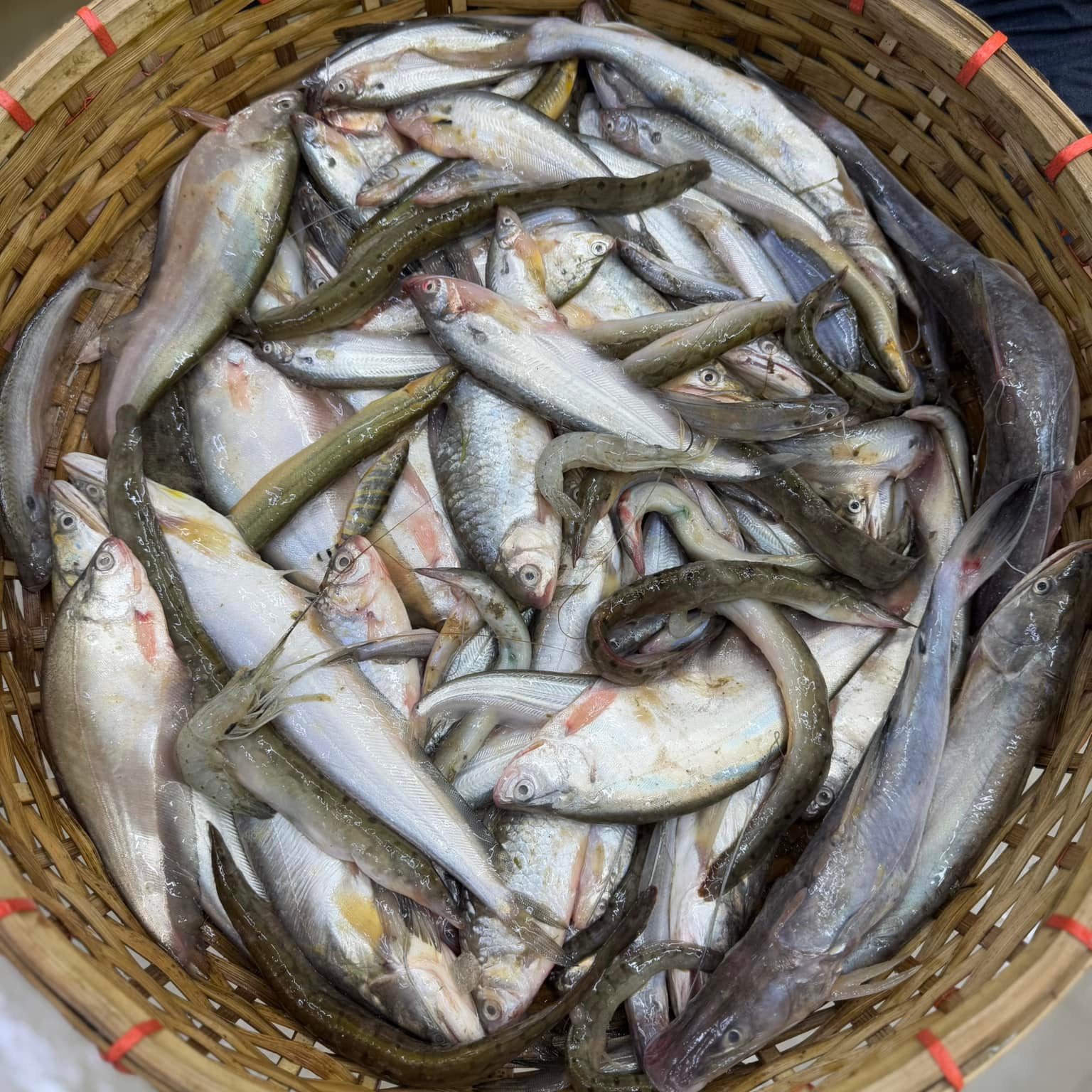 Fish Rashal River Fish - Online Fish & Meat Shopping and Delivery in Dhaka