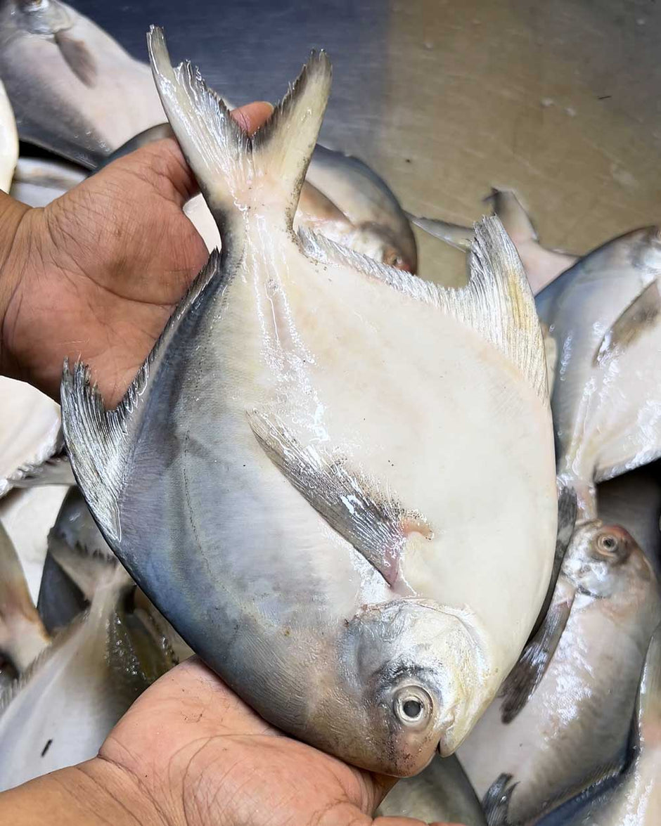 A Ritu Fish Rupsa River Fish - Online Fish & Meat Shopping and Delivery in Dhaka