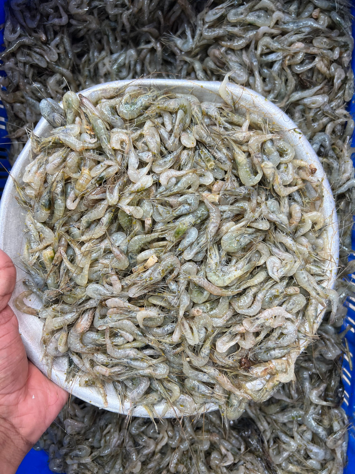 নদীর কইচ্যা চিংড়ি মিক্সড সাইজ