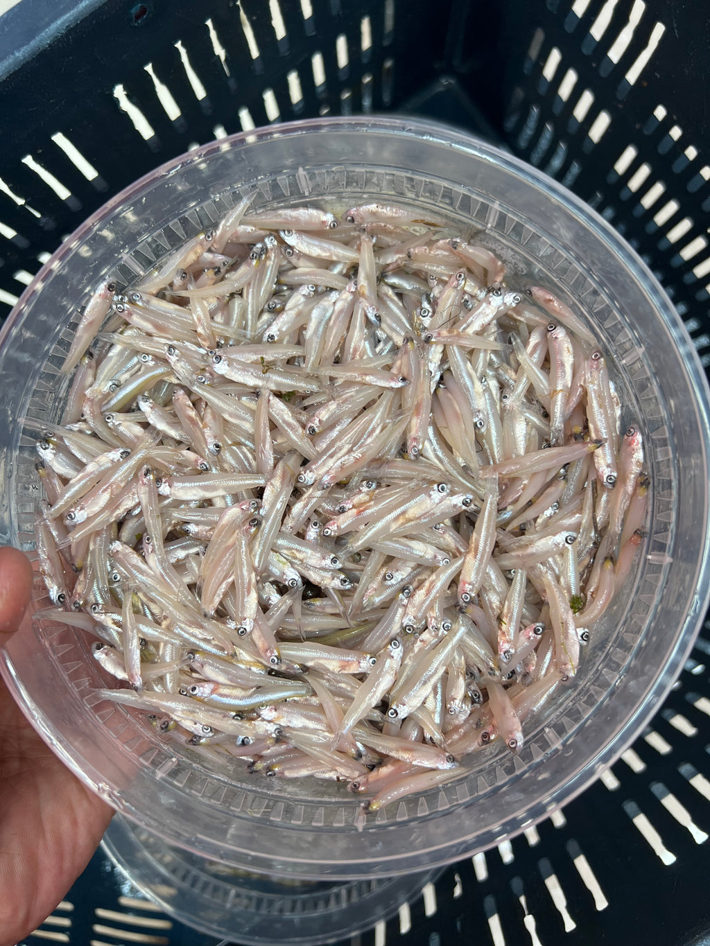নদীর কাচকি