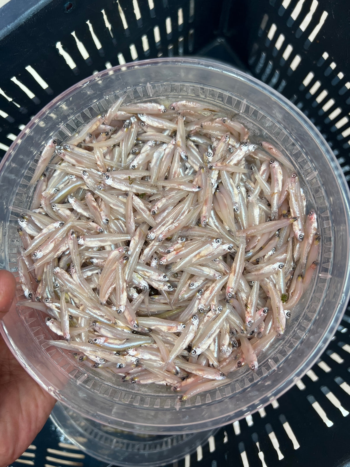 নদীর কাচকি