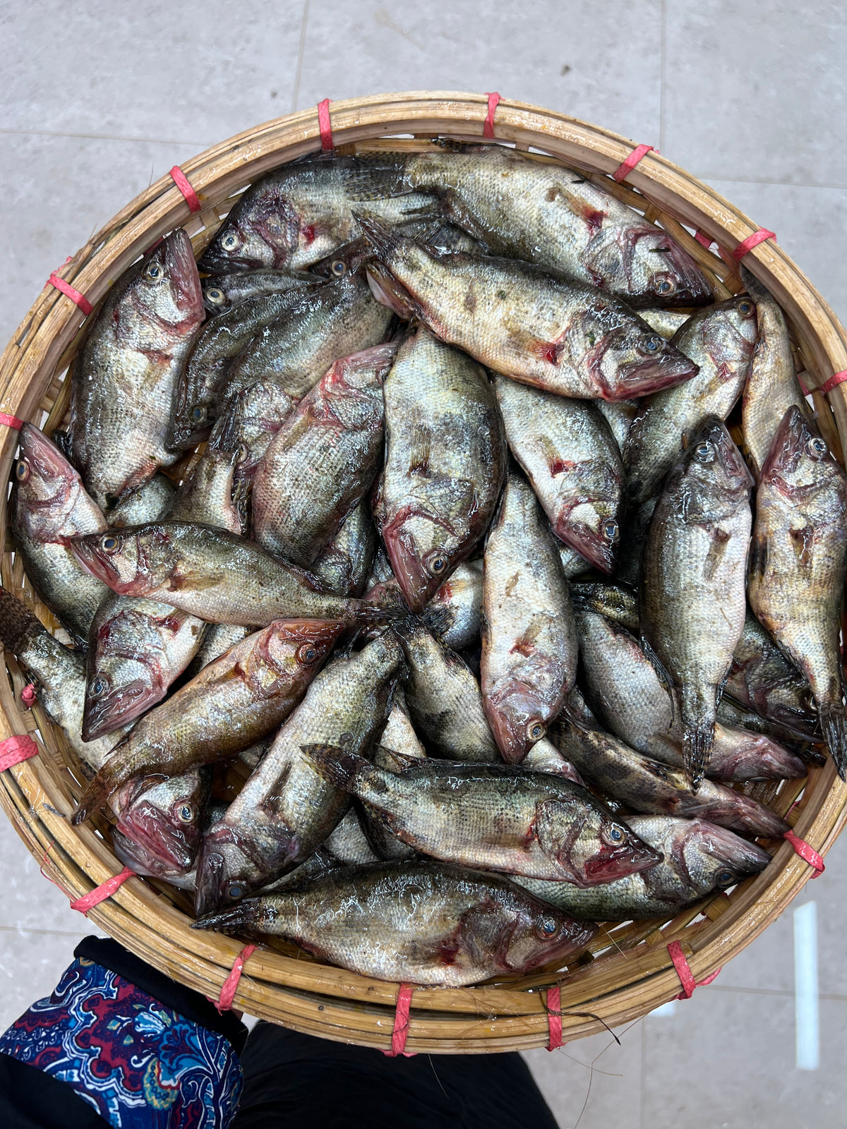 নদীর মেনি মাছ ছোট সাইজ