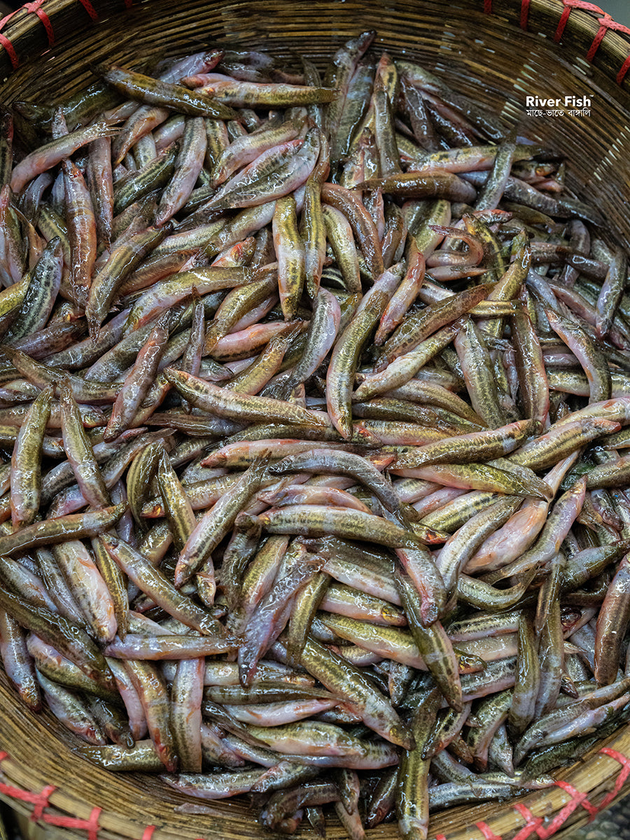 নদীর গুতুম মাছ