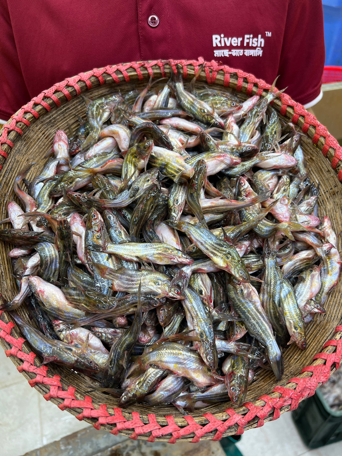 নদীর মধু টেংরা