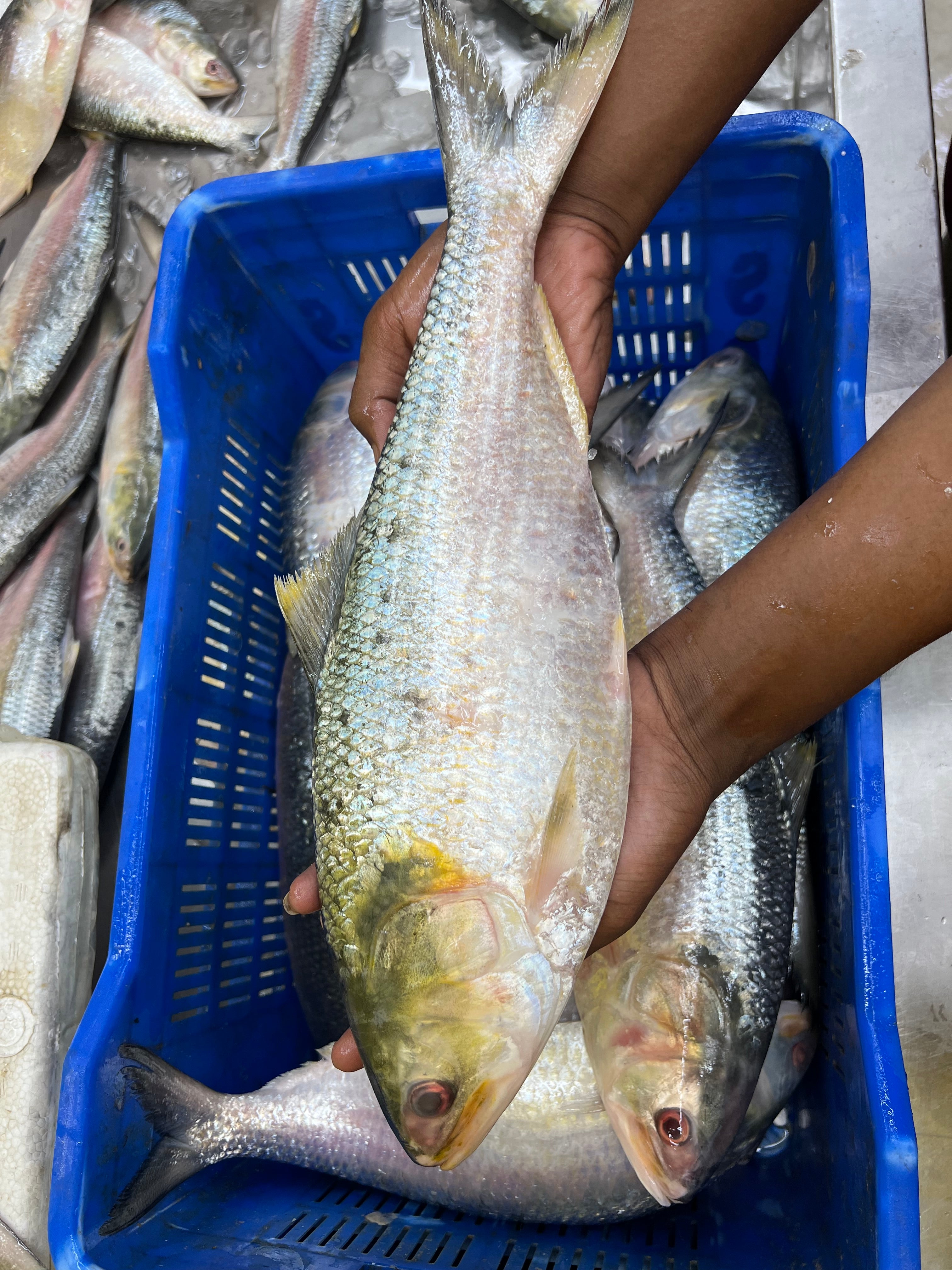 চাঁদপুরের লোকাল ইলিশ- ৮০০ গ্রাম প্লাস সাইজ পারকেজি ২৭৫০/- (নিউ অফার প্রাইস পারকেজি- ২৬৫০/-)