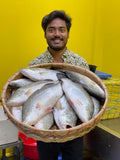 ভেটকি কোরাল ৩ কেজি থেকে ৪ কেজি সাইজ পারকেজি- ১৩২০/-