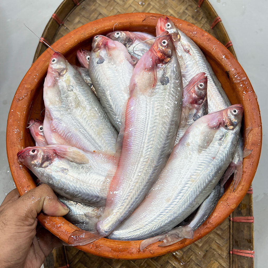 বিলের পাবদা মাছ ১ কেজি