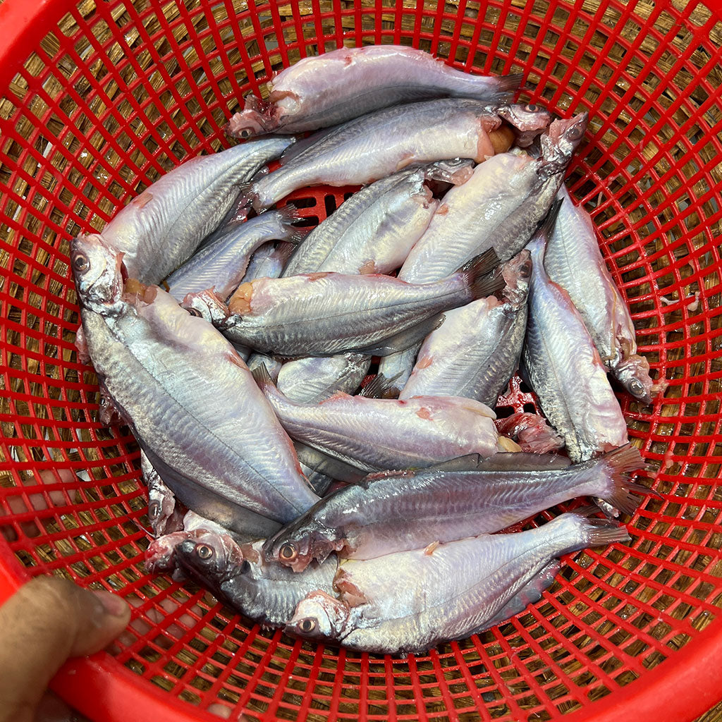 নদীর গুলশা বড় সাইজ - River Fish