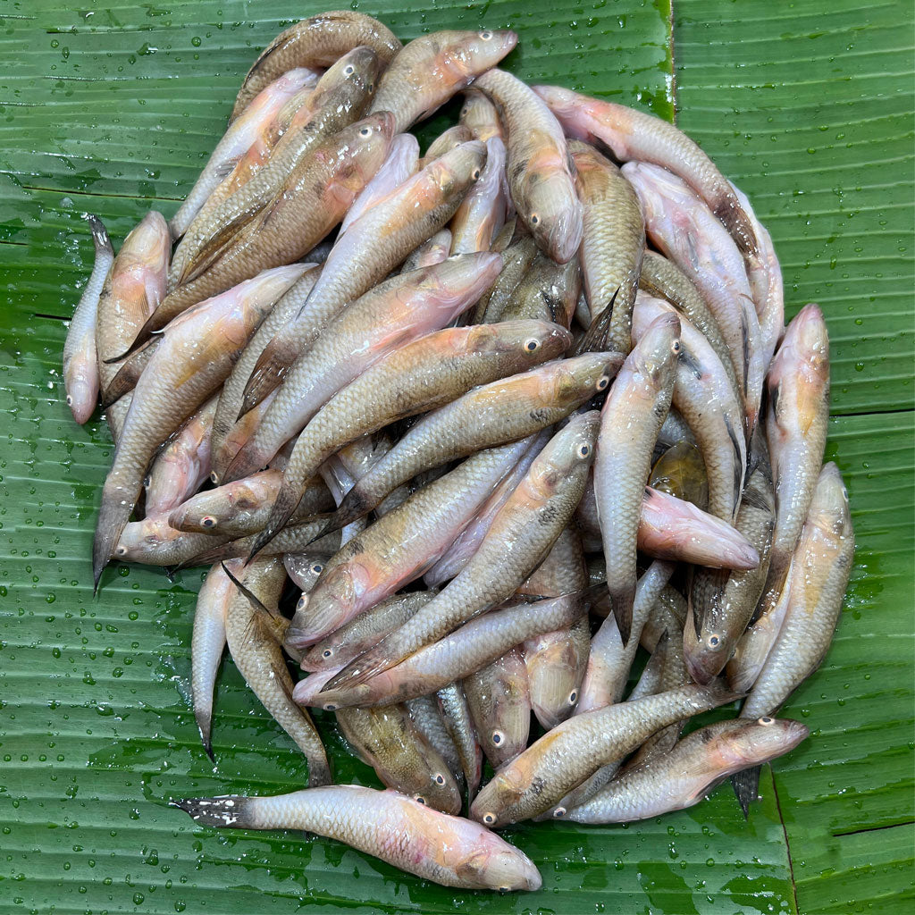 নদীর বেলে ছোট সাইজ