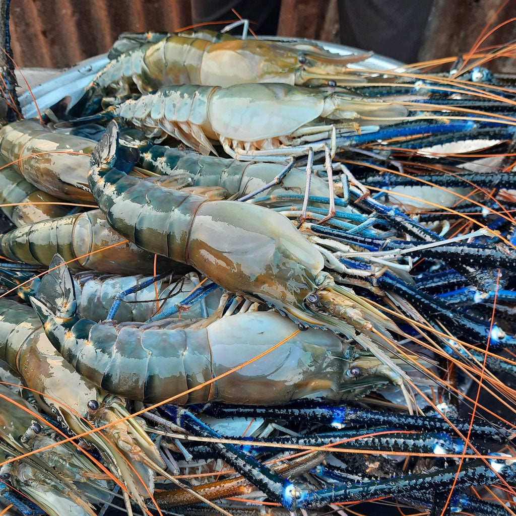 গলদা চিংড়ি ৫/৭ পিসে কেজি