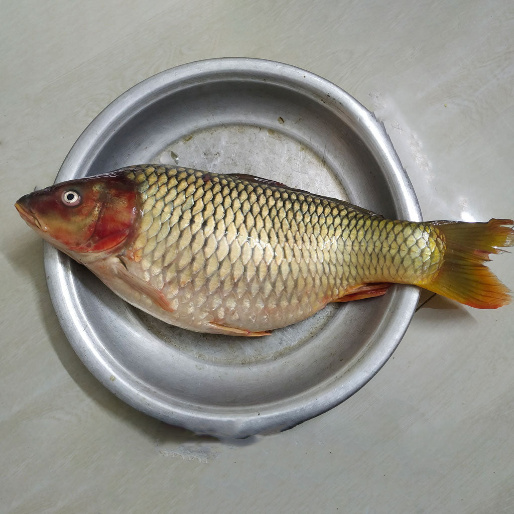 রাজশাহীর কার্ফু মাছ দুই কেজিসাইজ পারকেজি 410৳