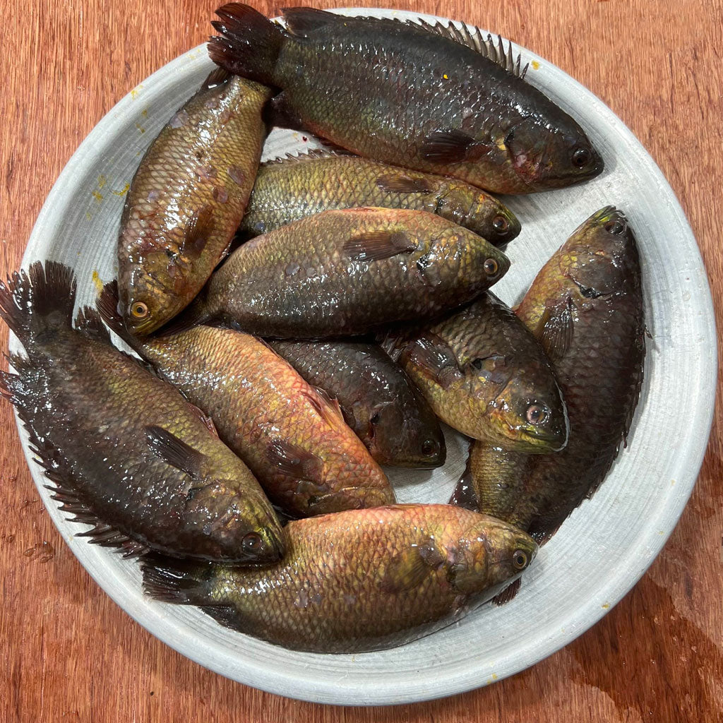 চাষের কই মাছ