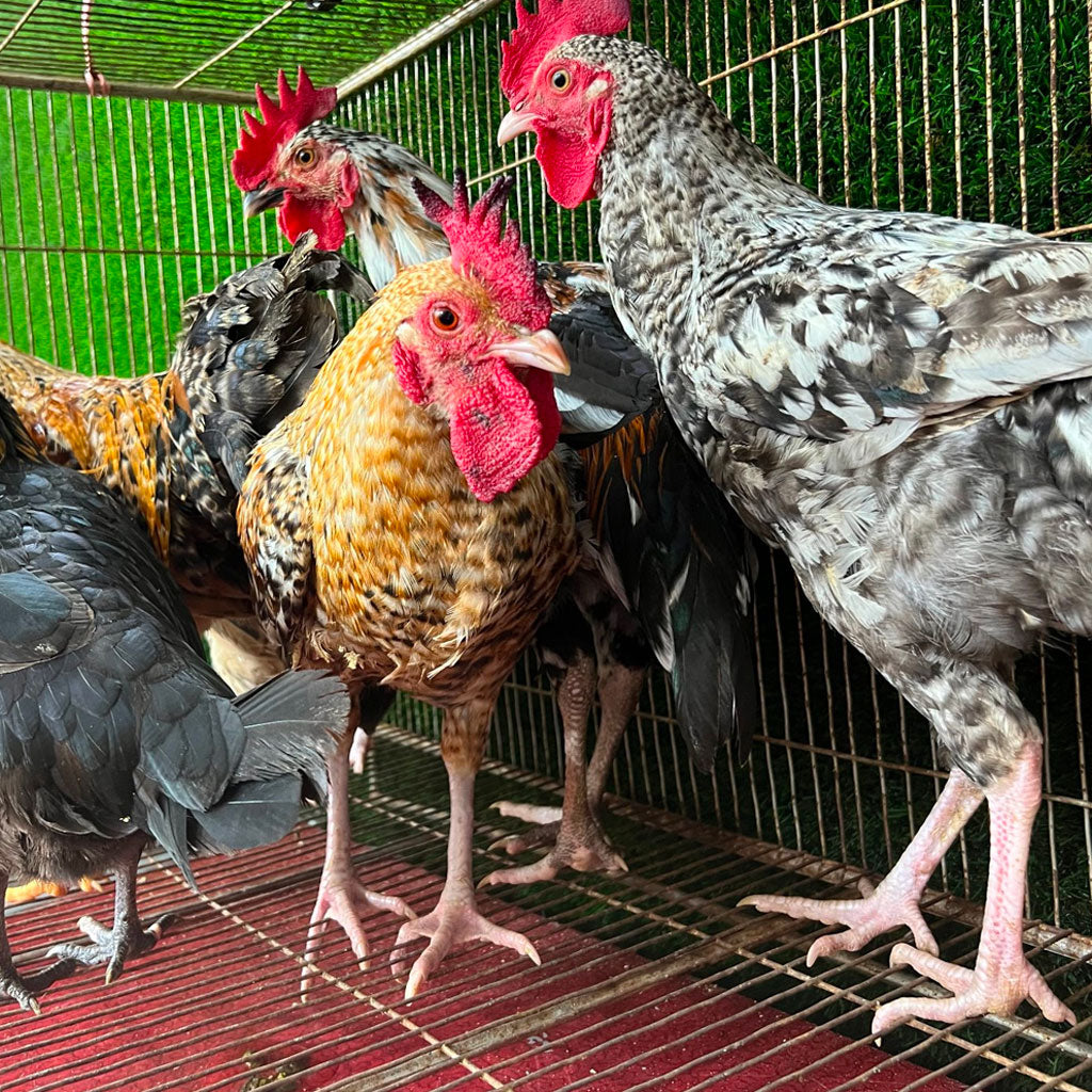 গ্রামের দেশি মুরগি ৫০০ গ্রাম সাইজ