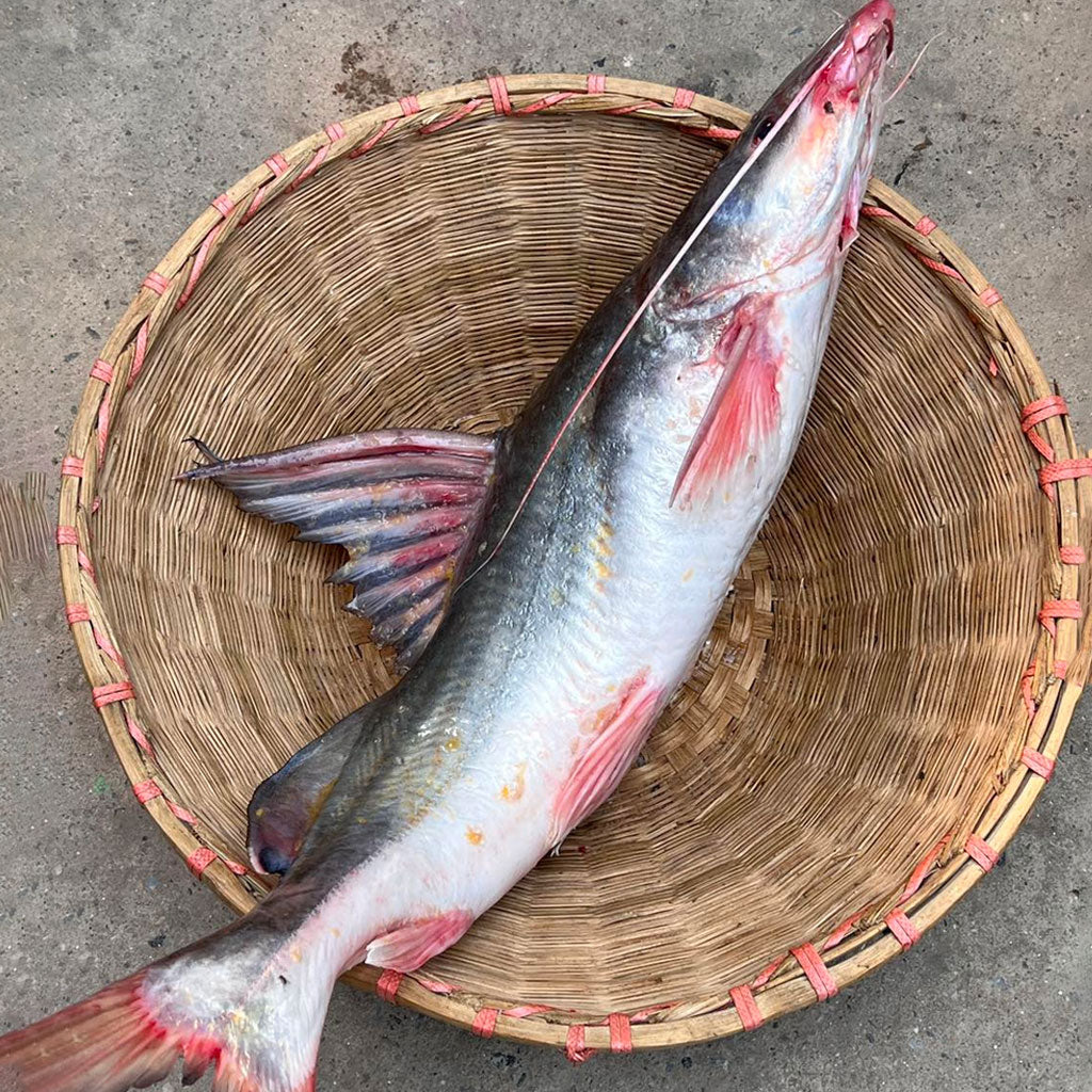 কিশোরগঞ্জের হাওরের আইড়- ৪ থেকে ৫ কেজি সাইজ পারকেজি- ১৭৫০/-