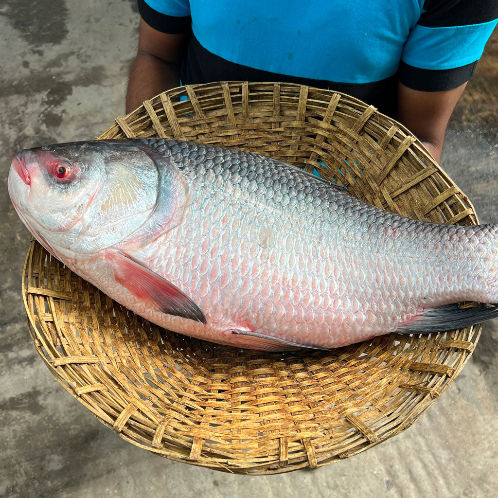 নদীর কাতল- ১০ থেকে ১৫ কেজি সাইজ পারকেজি ১৫০০/-