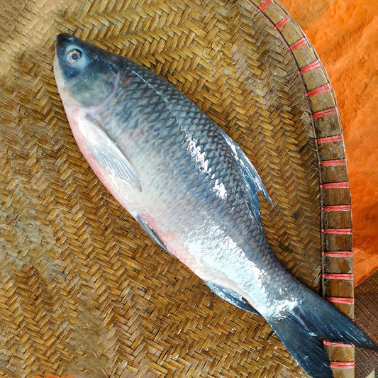 রাজশাহীর কালিবাউস দুই কেজি প্লাস/মাইনাস সাইজ পারকেজি 510৳