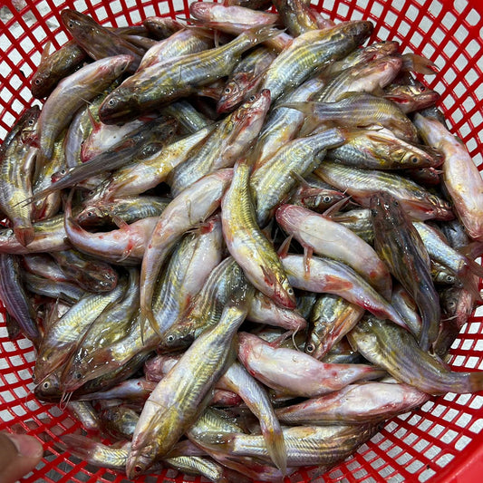বিলের দেশি মাছ - River Fish