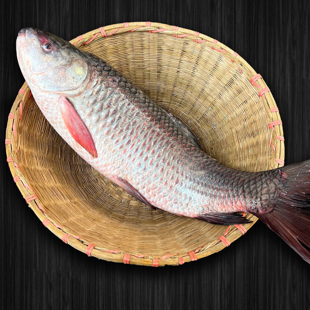 নদীর রুই পাঁচ কেজি সাইজ - River Fish